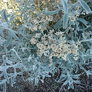 gnaphalium canescens ssp. microcephalum